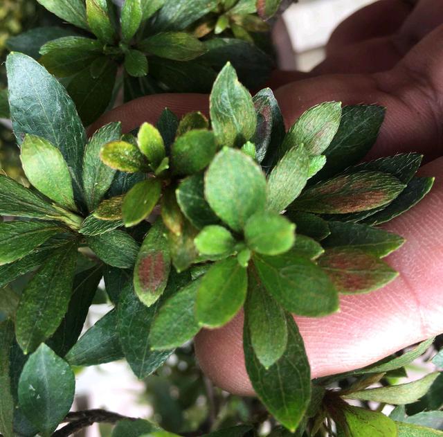 绣球0扦插法:高效繁殖新技巧